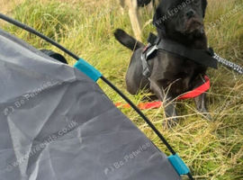 Beautiful frug puppies ready now