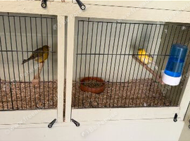 Breeding pair
