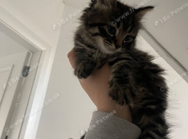 Kittens