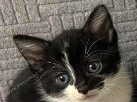 Cute and friendly kitten for sale