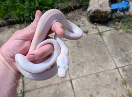 Male cow reticulated python