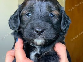 Gorgeous Miniature Labradoodles pups