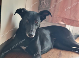 Beautiful 3yr old Lurcher x German Shepherd &ndash; Loving Forever Home Needed