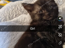 5 kitty's looking for there loving home