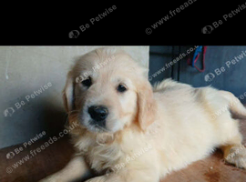 8  Gorgeous Retriever Pups. READY NOW