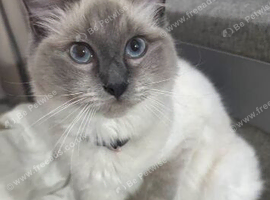 Ragdoll cat