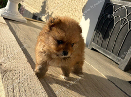 Pomeranian. Boy