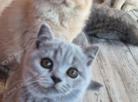 british longhair