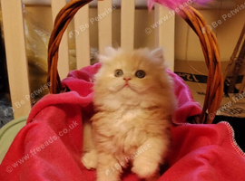 Exotic Persian girl and boy ready for rehoming