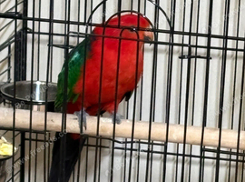 Baby King parrots Glasgow