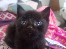 ORIENTAL BENGAL X MAU GIRL KITTEN WITH RARE CHARCOAL SMOKE WITH GHOST MARBLING