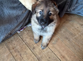 4 super GSD puppies ready in 2 weeks