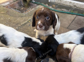 English springer spaniel puppies ready 17/07