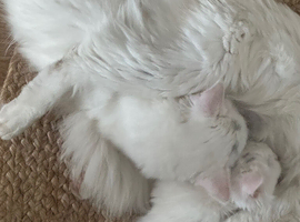 Beautiful, adorable kittens
