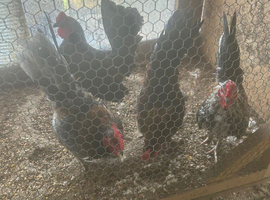 Bantam