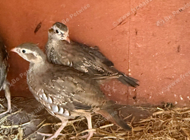 Red legged Partridge