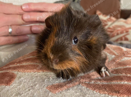 Guinea pigs for sale