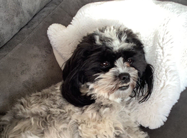 Havanese mix puppies