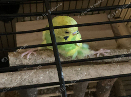 Companion for my disabled budgie