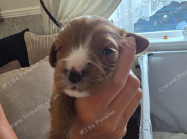 1 lovely boy still available