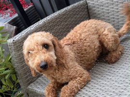 kc registered minature female poodle