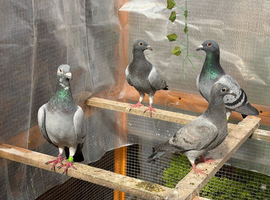 Racing Pigeons