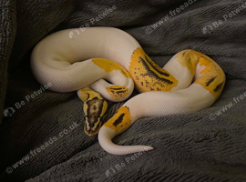 Fire,pastel,orange dream , pied male