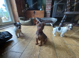Jack Russell puppies