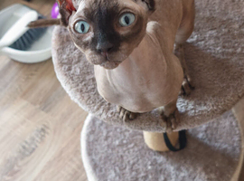 Beautiful sphinx girl