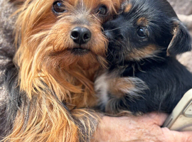 One boy Yorkie x Pom