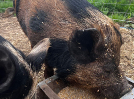 2 year old Kune Kune/Juliana intact boar