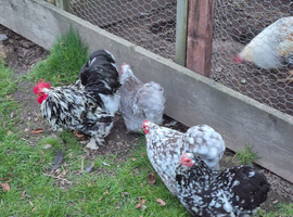 Black and Blue Mottled Pekin Hatching Eggs Eggs