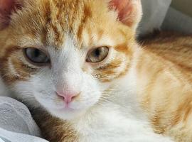 Ginger male available 3