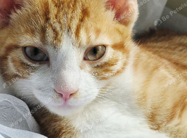 Male kitten