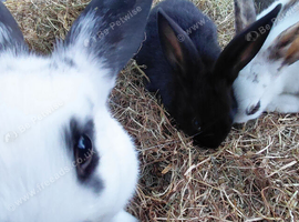 8 week old rabbits