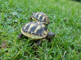 Hermann's T.h.b and Spur-thighed tortoises. T.i