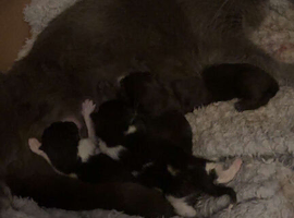 3 kittens left