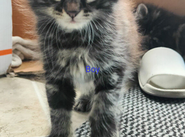 Kittens