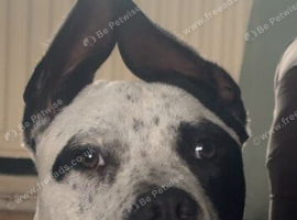 American bully x staffy
