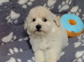Multipoos puppies mix litter ready to go