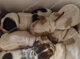 kc cocker pups