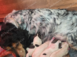 F1 rare rainbow roan cockapoos