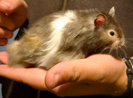 Long haired male syrian hamster