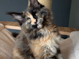 Maine Coon Kittens.. GCCF Registered and Fully Health Tested