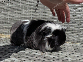 2 beautiful sows
