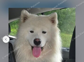 Wanted wanted wanted Samoyed