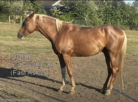 ARABIAN Pb (87.86%) STALLION