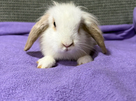 Mini lion lop doe