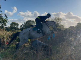 16.1 8yr old grey mare showing/ dressage
