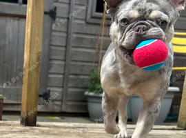 Beautiful blue Merle French bulldog